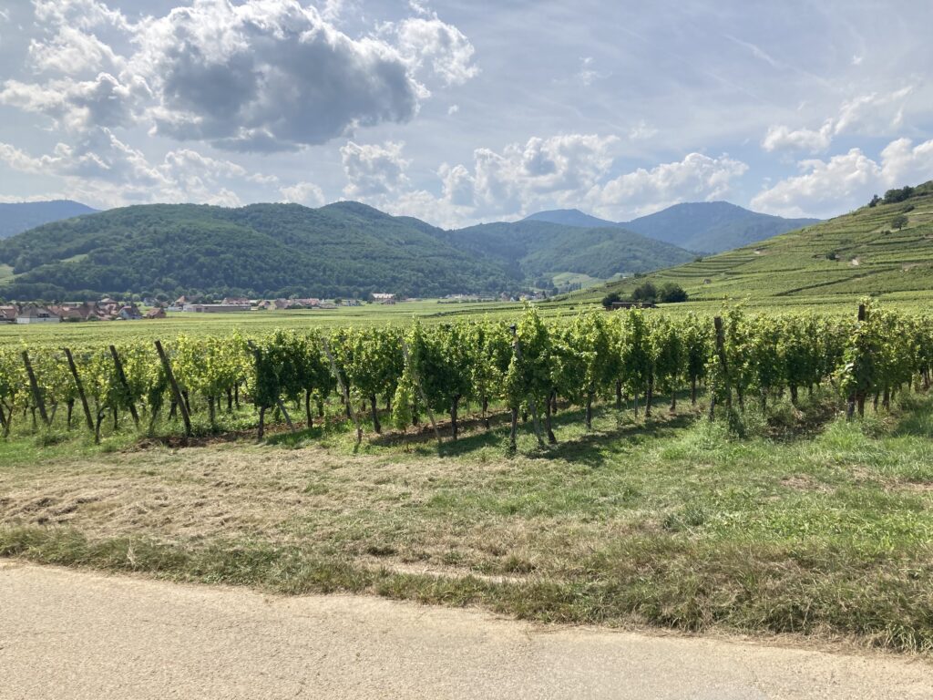 alsace-vin-vignes-Explorer les beautés naturelles des Vosges et Alsace - location de vacances dans les vosges